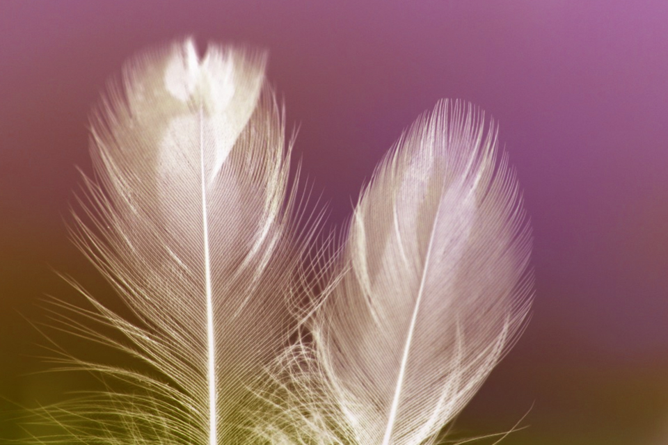 plumes3